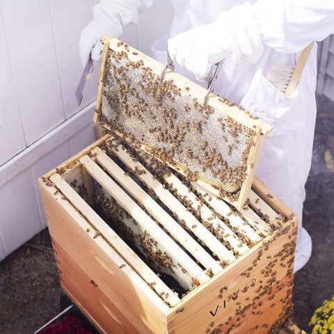 Langstroth Wooden Beehive Kit – 20 & 30 Frame | 2-Layer & 3-Layer Hive Options