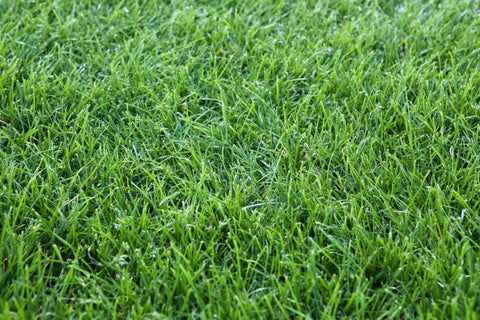 "Realistic Artificial Grass Turf Roll for Landscaping and Outdoor Spaces"
"Soft, Durable Synthetic Lawn Turf 538 SQFT"
"UV-Resistant Fake Grass for Pets, Playgrounds, and Gardens"
"Maintenance-Free Green Turf Mat for RVs and Yards"