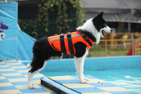New Fluorescent Orange Dog Life Jacket – High - Visibility Pet Safety Vest for Swimming & Boating - with Medium 42×42 cm | Sold by Uncle Wiener's Wholesale