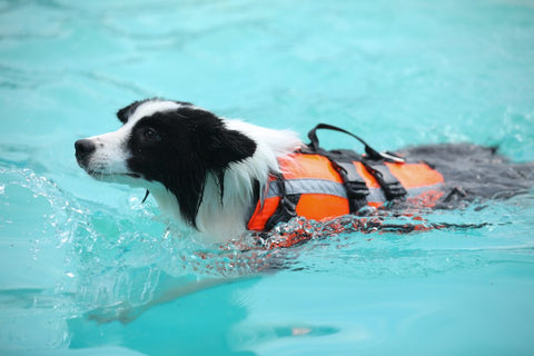 New Fluorescent Orange Dog Life Jacket – High - Visibility Pet Safety Vest for Swimming & Boating - with Medium 42×42 cm | Sold by Uncle Wiener's Wholesale