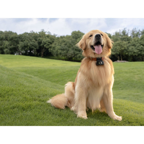 DJI Osmo Nano 64GB Waterproof 4K Action Camera - with | Sold by Uncle Wiener's Wholesale