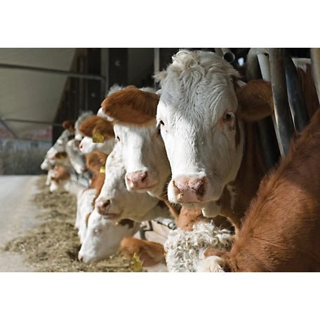 New 22 lbs Mineral Livestock Block for Cattle, Sheep, Goats, and More – SKU 2232025 - with | Sold by Uncle Wiener's Wholesale