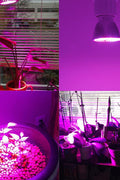 28W LED grow light bulb for indoor plant growth
Full spectrum E27 grow lamp emitting purple light
Hydroponic LED bulb with red blue white UV IR chips
Energy-efficient grow light for seedling and flowering
LED grow light with E27 base and cooling shell