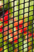 3x15 ft black plastic hardware net roll for garden fencing
Close-up of HDPE chew-proof plastic mesh grid 3/8 inch spacing
Plastic netting around vegetable garden raised beds
Black flexible mesh roll for chicken coops or pet fencing