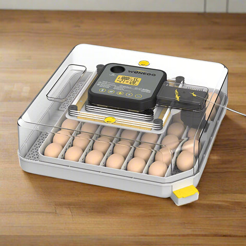 Top-down view of automatic poultry egg incubator with LCD display