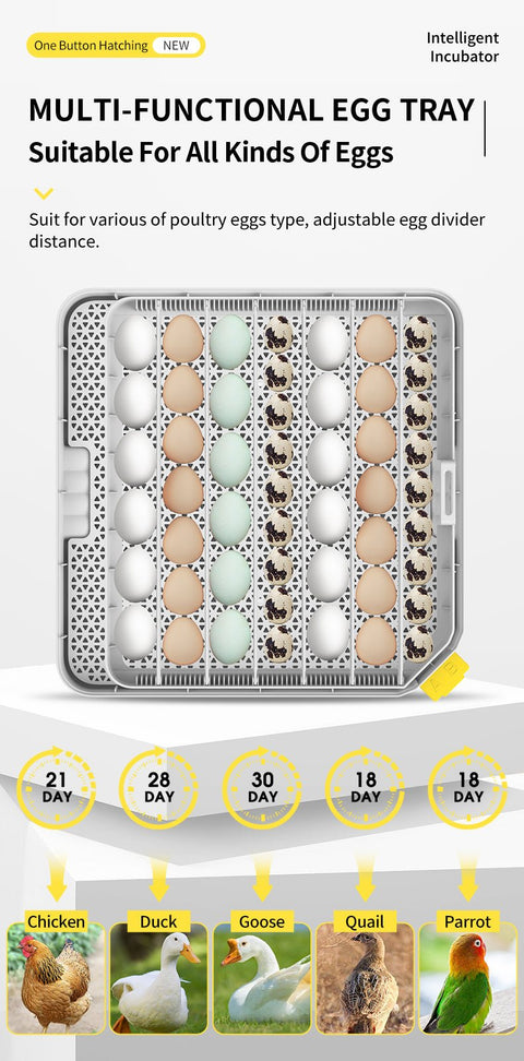 Egg tray showcasing compatibility with duck, chicken, quail, pigeon eggs