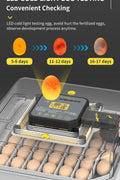 LED light tester demo for egg candling in incubator hatch cycles