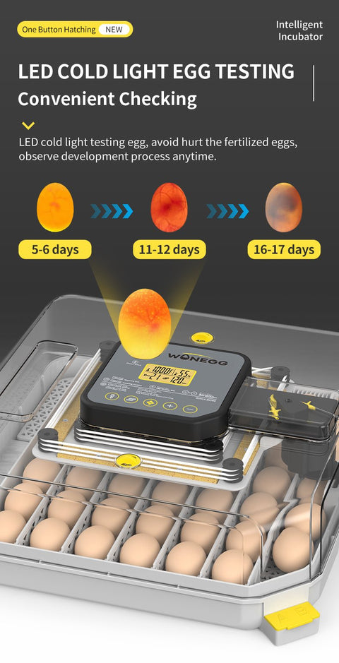 LED light tester demo for egg candling in incubator hatch cycles