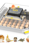 Incubator with eggs and chicks beside showing real hatching example