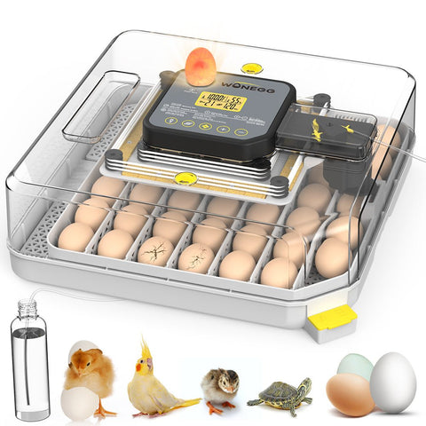 Incubator with eggs and chicks beside showing real hatching example