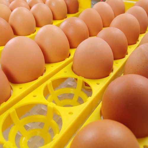 48 EGG DIGITAL INCUBATOR HATCHER CHICKEN POULTRY - with | Sold by Uncle Wiener's Wholesale