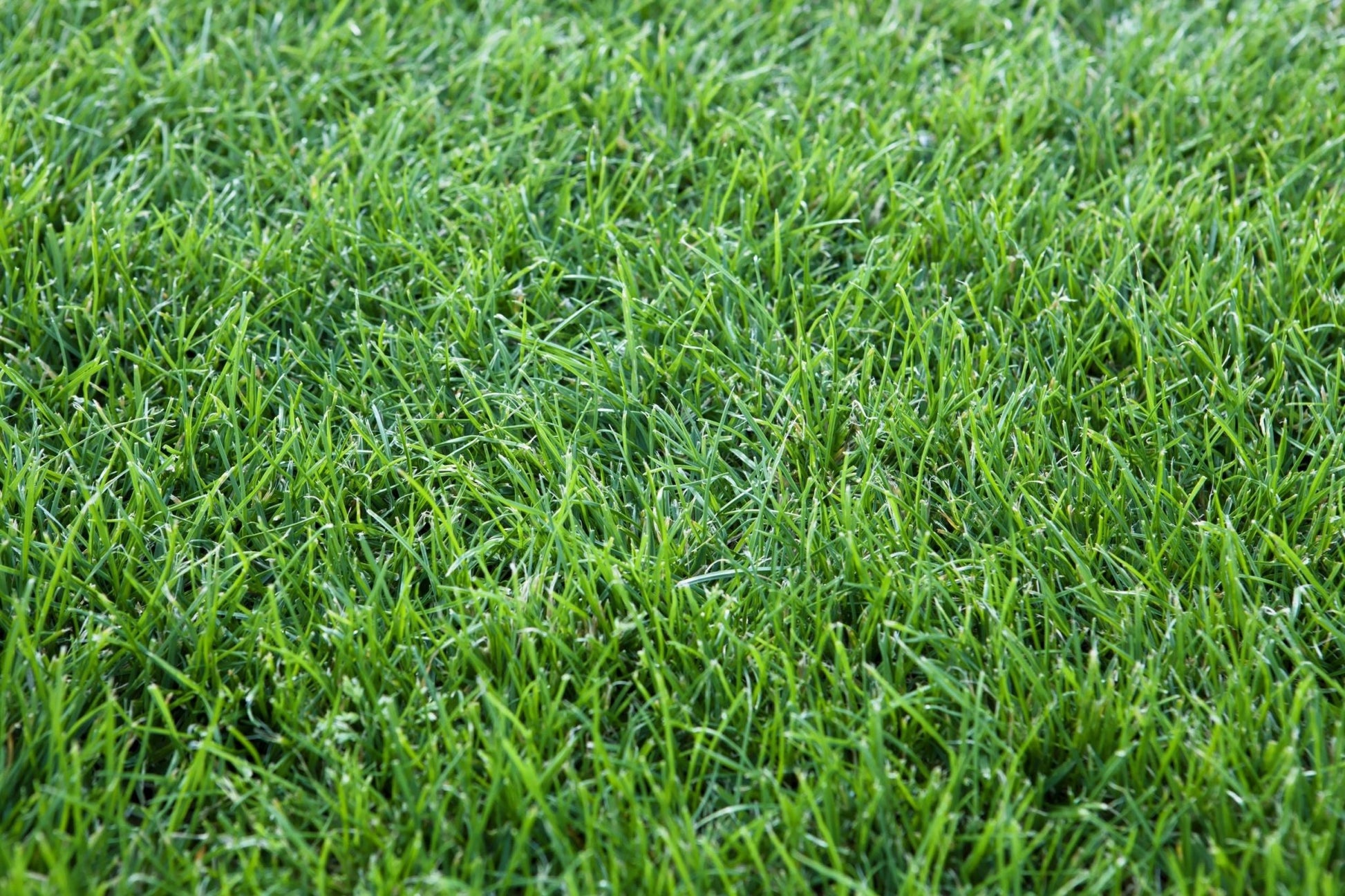 "Realistic Artificial Grass Turf Roll for Landscaping and Outdoor Spaces"

"Soft, Durable Synthetic Lawn Turf 538 SQFT"

"UV-Resistant Fake Grass for Pets, Playgrounds, and Gardens"

"Maintenance-Free Green Turf Mat for RVs and Yards"