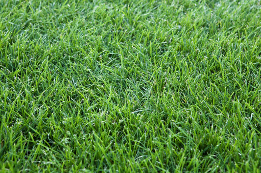 "Realistic Artificial Grass Turf Roll for Landscaping and Outdoor Spaces"

"Soft, Durable Synthetic Lawn Turf 538 SQFT"

"UV-Resistant Fake Grass for Pets, Playgrounds, and Gardens"

"Maintenance-Free Green Turf Mat for RVs and Yards"
