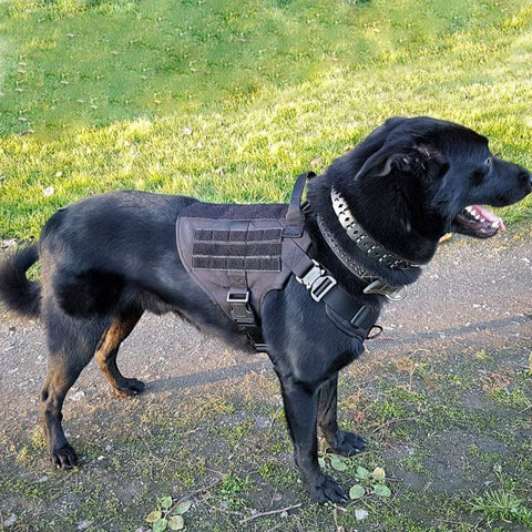 New Black Tactical Dog Harness & Leash Set – No - Pull, Adjustable K9 Vest with Handle & Molle System - with Large | Sold by Uncle Wiener's Wholesale