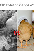 "DIY Chicken Feeder Kit with Rainproof Poultry Ports"

"4 Pack Poultry Feeder Ports with Hole Saw for Outdoor Feeding"

"PVC Gravity Chicken Feeder System for Backyard Coops"

"Easy Install Chicken Feeder Ports for Buckets and Barrels"

"Rainproof Outdoor Chicken Feeder Setup Kit"