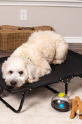 Dog resting on black elevated mesh cot
Foldable raised pet bed for outdoor travel
Side view of elevated dog cot with mesh
Cat lying on raised portable pet bed
Folded compact dog bed for easy storage