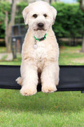 Dog resting on black elevated mesh cot
Foldable raised pet bed for outdoor travel
Side view of elevated dog cot with mesh
Cat lying on raised portable pet bed
Folded compact dog bed for easy storage