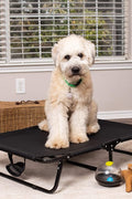 Dog resting on black elevated mesh cot
Foldable raised pet bed for outdoor travel
Side view of elevated dog cot with mesh
Cat lying on raised portable pet bed
Folded compact dog bed for easy storage
