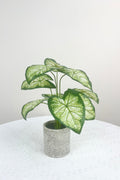NEW FAKE ARTIFICIAL SILK PLANTS & TROPICAL TREES - with 2 - Pack Potted Faux Eucalyptus Plants | Sold by Uncle Wiener's Wholesale