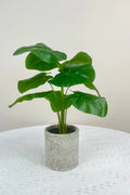 NEW FAKE ARTIFICIAL SILK PLANTS & TROPICAL TREES - with 2 - Pack Potted Faux Eucalyptus Plants | Sold by Uncle Wiener's Wholesale