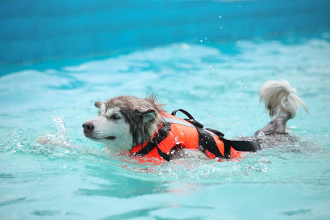 New Fluorescent Orange Dog Life Jacket – High - Visibility Pet Safety Vest for Swimming & Boating - with Medium 42×42 cm | Sold by Uncle Wiener's Wholesale