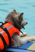 New Fluorescent Orange Dog Life Jacket – High - Visibility Pet Safety Vest for Swimming & Boating - with Medium 42×42 cm | Sold by Uncle Wiener's Wholesale