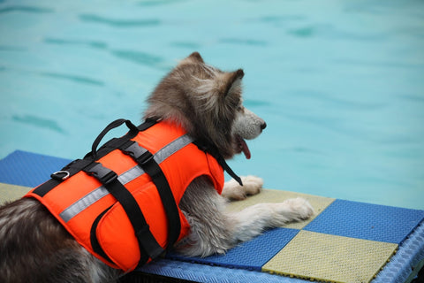 New Fluorescent Orange Dog Life Jacket – High - Visibility Pet Safety Vest for Swimming & Boating - with Medium 42×42 cm | Sold by Uncle Wiener's Wholesale