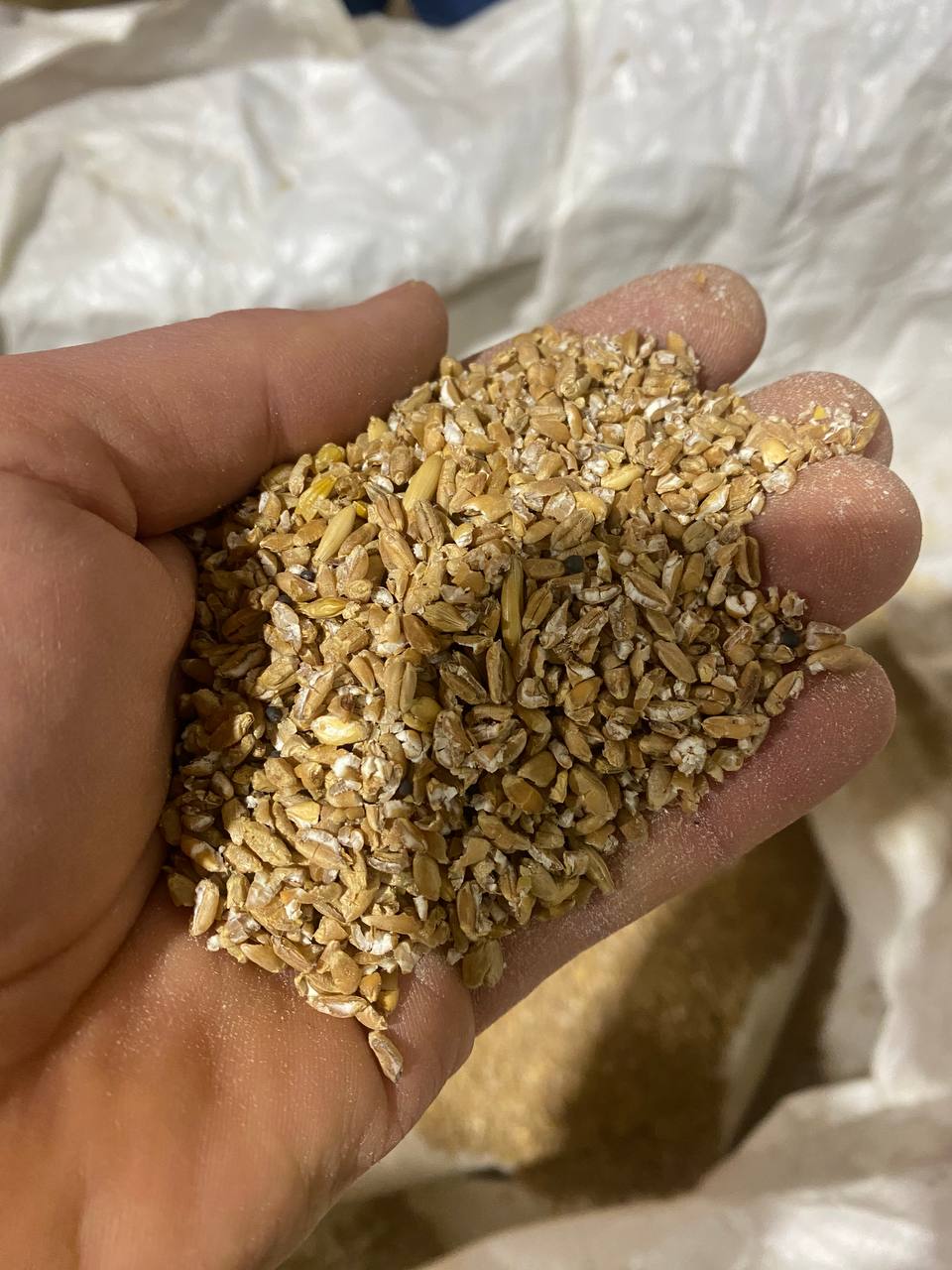 Heavy-duty grain milling machine with hopper and roller
Industrial grain roller for feed and brewing use
750 lbs/hour grain processing equipment with green body
Grain flattener roller mill with durable steel construction