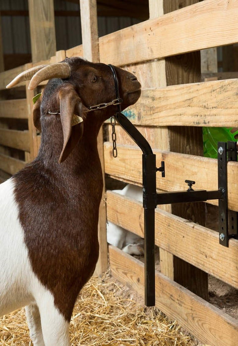 New Livestock Steel Gate Attachment Nose Loop Headpiece – Durable Animal Restraint Tool S1230 - with | Sold by Uncle Wiener's Wholesale