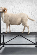 New Livestock Trimming Stand – Sheep Shearing & Goat Grooming Platform S1129 - with | Sold by Uncle Wiener's Wholesale