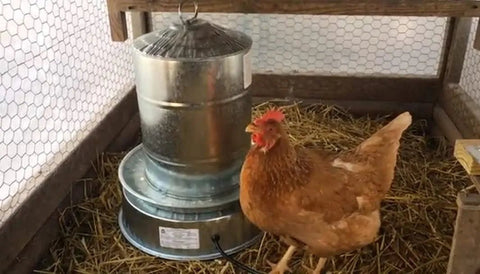 Poultry Water Drinker Heater Base 30W – Anti - Freeze Chicken Water Heater with Stainless Steel Base S3128 - with | Sold by Uncle Wiener's Wholesale